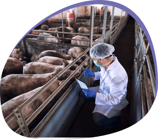 Pig farm audit in progress, showcasing Optima Life Science's dedication to ensuring animal welfare and maintaining high standards in farming practices