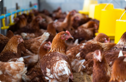 Optima Life Science's focus on indigenous poultry breeds and sustainable farming practices