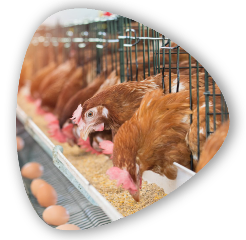 A flock of hens in a poultry farm, representing Optima Life's commitment to quality poultry products and sustainable farming practices