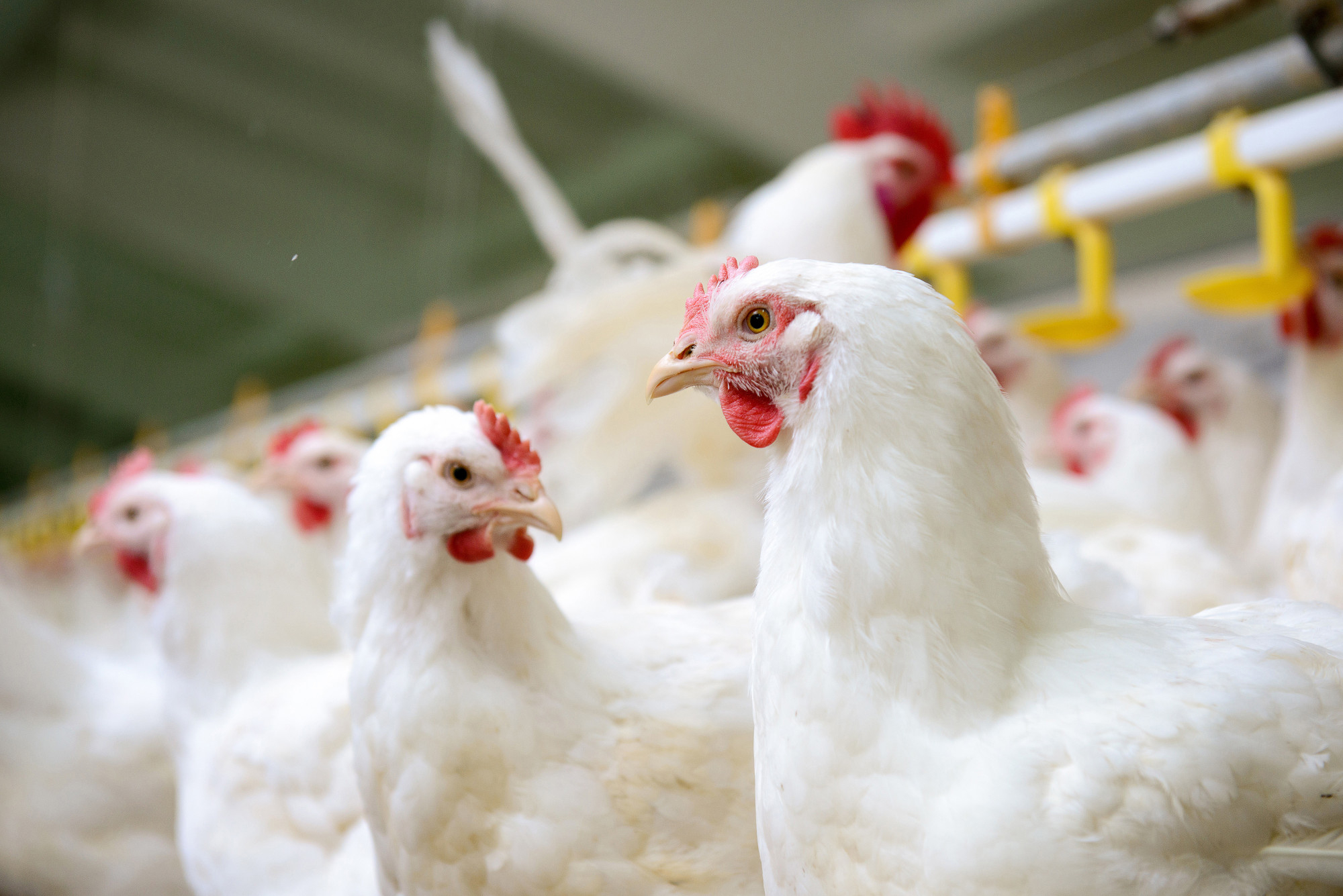 White chickens in a farming setting, reflecting Optima Life Science's dedication to poultry farming